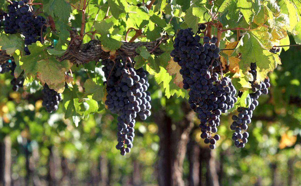 Merlot wine grapes shown on the vine in late growing season at Klipsun Vineyard on Red Mountain. This year’s late cold snap could harm some varieties.