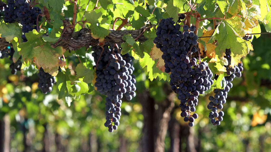 Eastern WA wine region finishes in Top 10 in USA Today competition