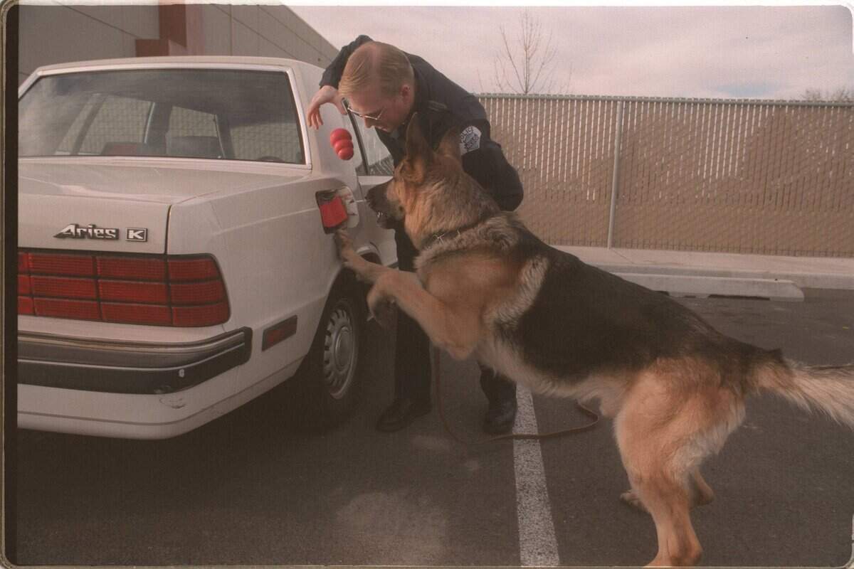 Ken Roske rewards his K-9 partner Sabo in 1997 with a toy after the dog finds hidden drugs recently as part of their training.