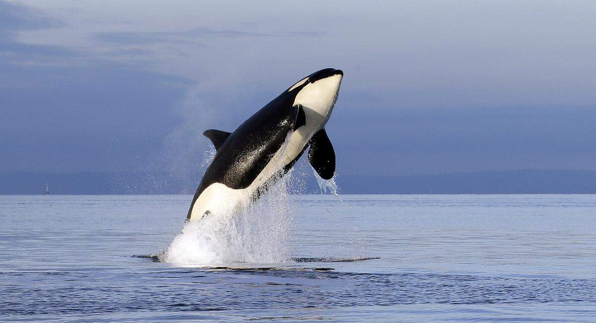 An endangered female orca leaps from the water while breaching in Puget Sound west of Seattle, Wash. Northwest killer whales rely on chinook salmon for food.