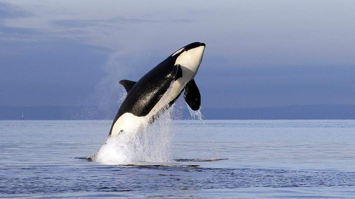 An endangered female orca leaps from the water while breaching in Puget Sound.