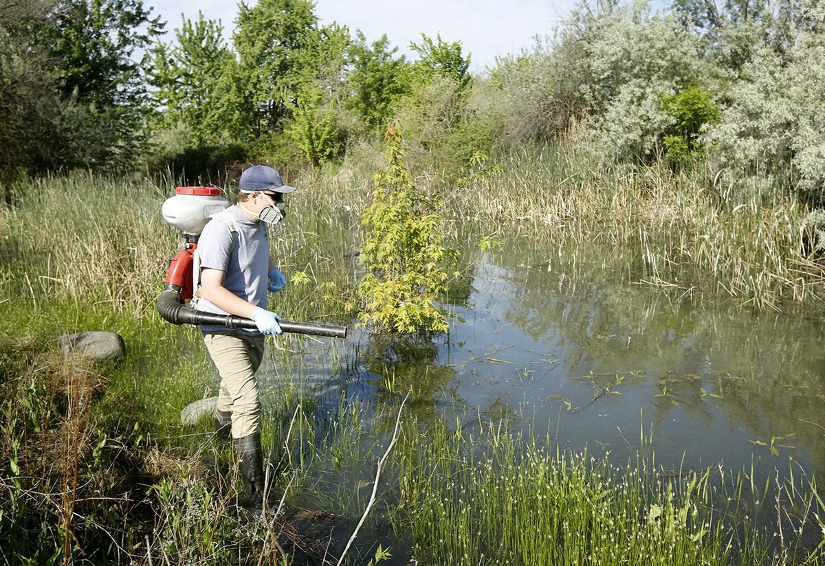A Benton County Mosquito Control District worker uses a backpack sprayer to treat standing water with bacteria-laced granules that kill mosquito larvae.