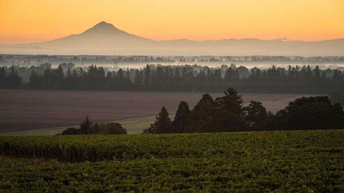 Northwest Wine: Eola-Amity Hills continues its rise with Pinot Noir