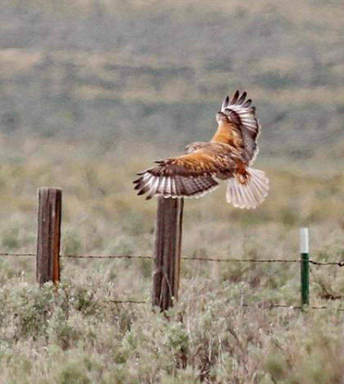 A ferruginous hawk flies low over sagebrush.
