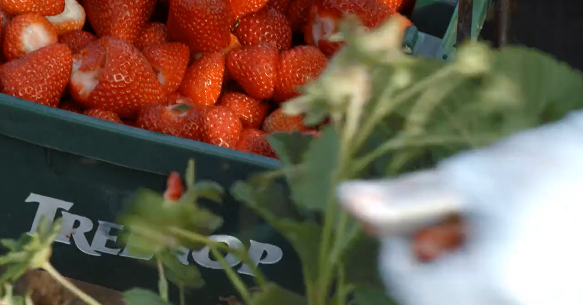This image, taken from a Tree Top, Inc. video, shows the early stages of the fruit cooperative’s manufacturing process. Tree Top will be moving its Medford, Ore. operations to Prosser, Wash. in 2023.