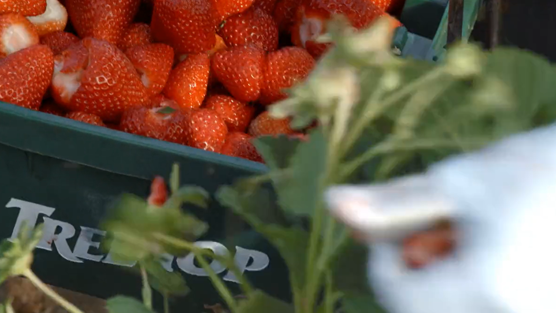 This image, taken from a Tree Top Inc. video, shows the early stages of the fruit cooperative’s manufacturing process. Tree Top will be moving its Medford, Ore., operations to Prosser, Wash.