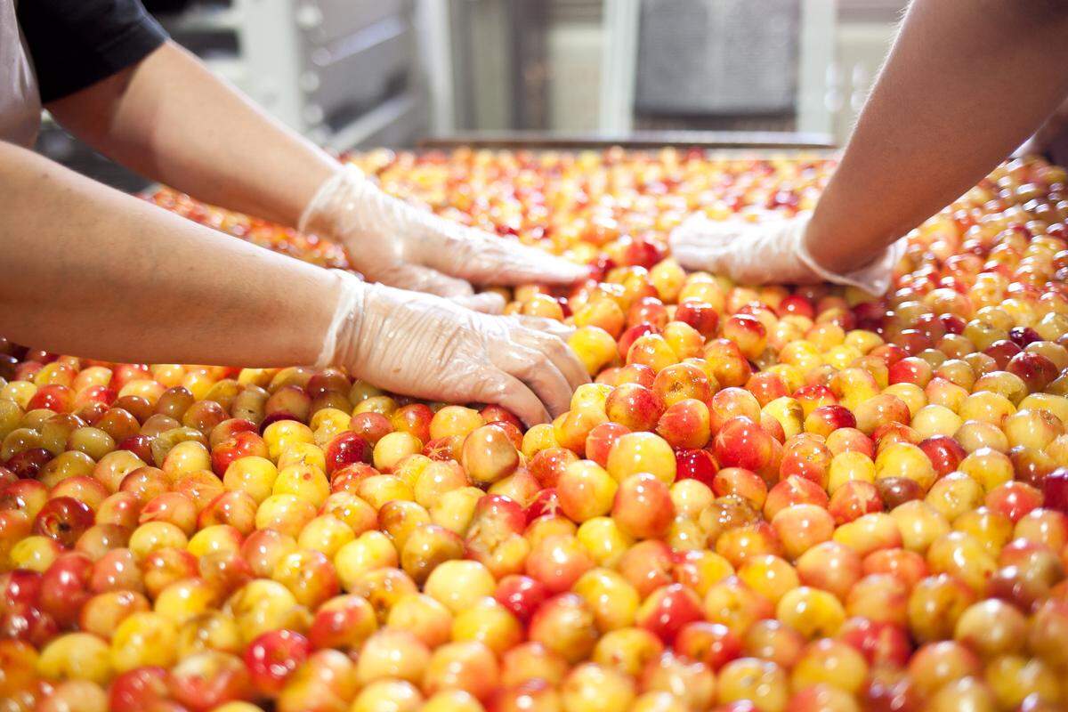 Workers sort cherries on a drying tray before dehydration at Chukar Cherries.