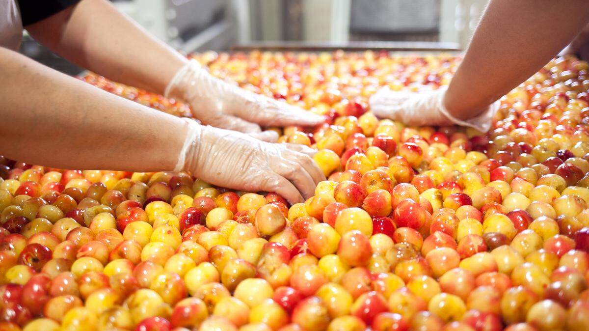Workers sort cherries on a drying tray before dehydration at Chukar Cherries.