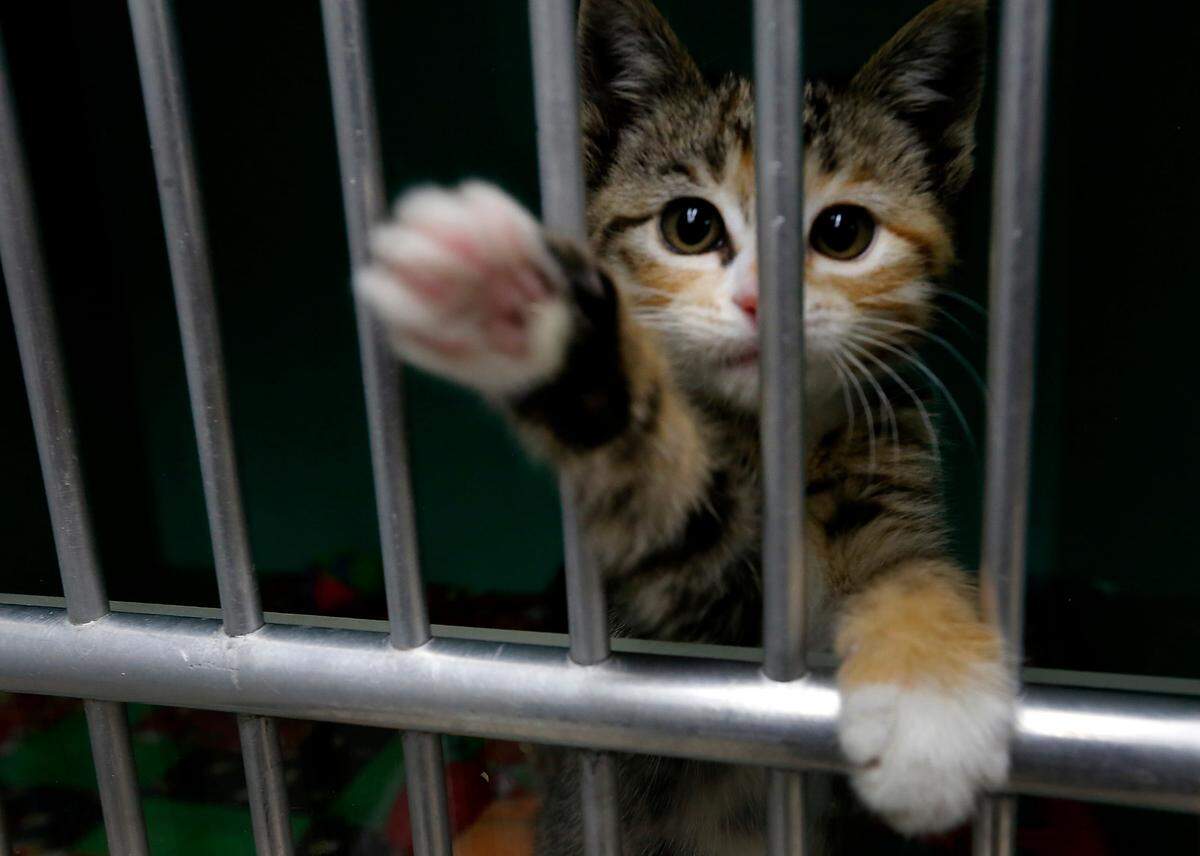 The new Tri-Cities Animal Shelter in Pasco is tracking toward opening in August 2024.