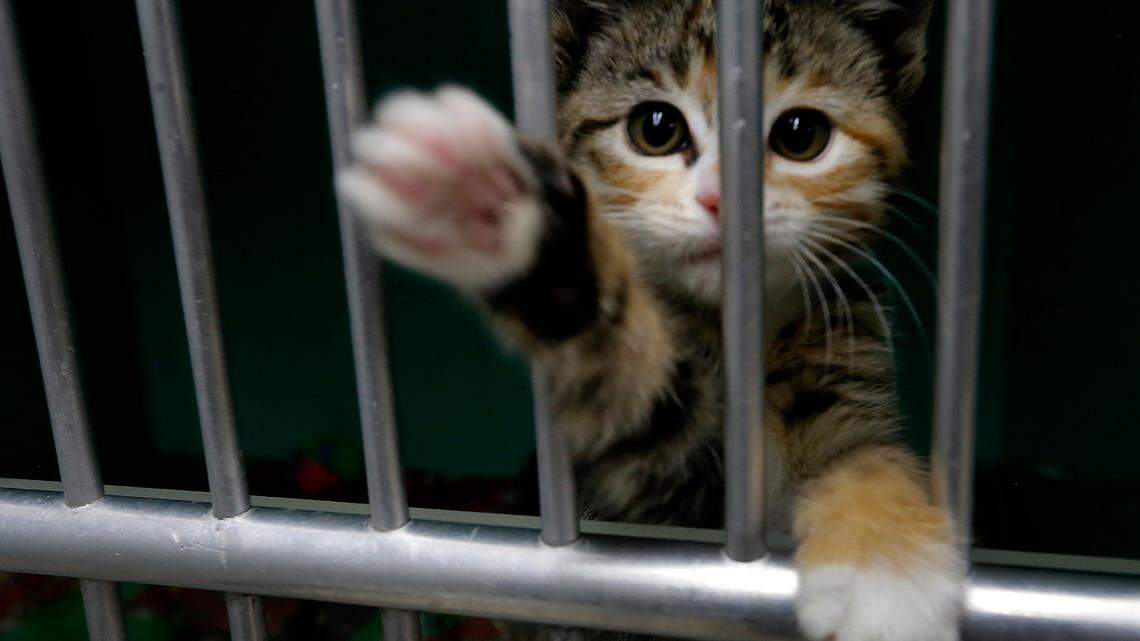 License guns, not cats | Letters to the Editor