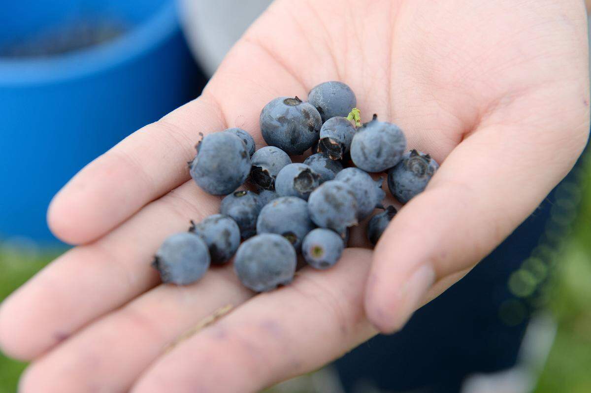 Washington’s 250 blueberry producers expect to produce about 140 million pounds of blueberries on 20,000 acres this year.