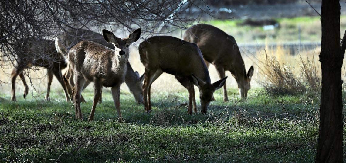 A herd of deer, at least seven altogether, graze in Columbia Park just yards from freeway traffic on Highway 240 in Kennewick, on Feb. 27, 2025.