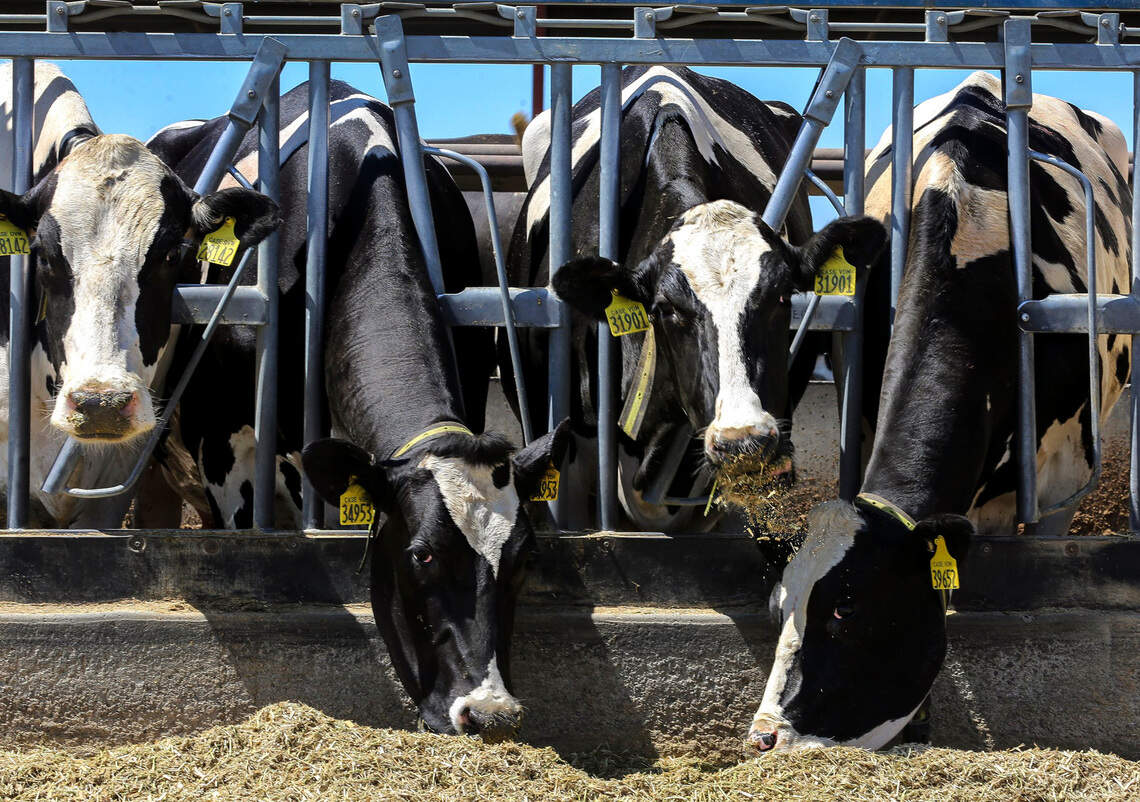 Bird flu found in Tri-Cities area dairy for 1st time. Raw milk declared unsafe