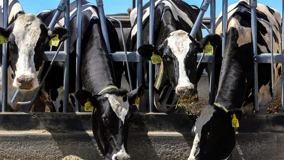 Bird flu found in Tri-Cities area dairy for 1st time. Raw milk declared unsafe