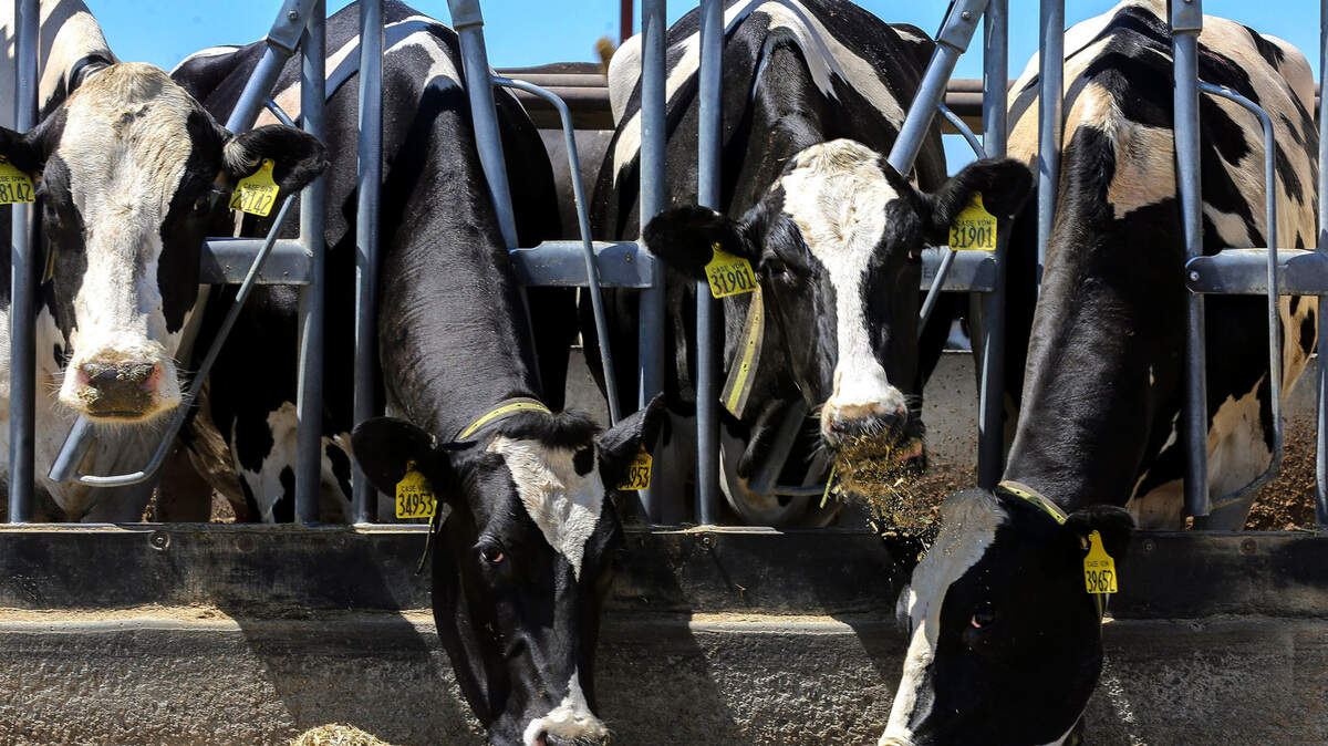 Bird flu found in Central WA dairy herd; officials warn against raw milk - The Seattle Times