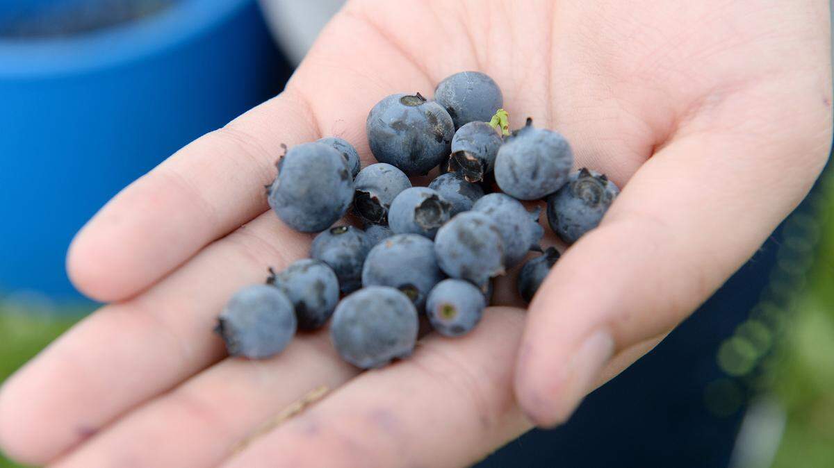 A California grower is suing an Oregon nursery for $3.7 million for allegedly knowingly selling him blueberry plants that failed to grow berries. (file photo)