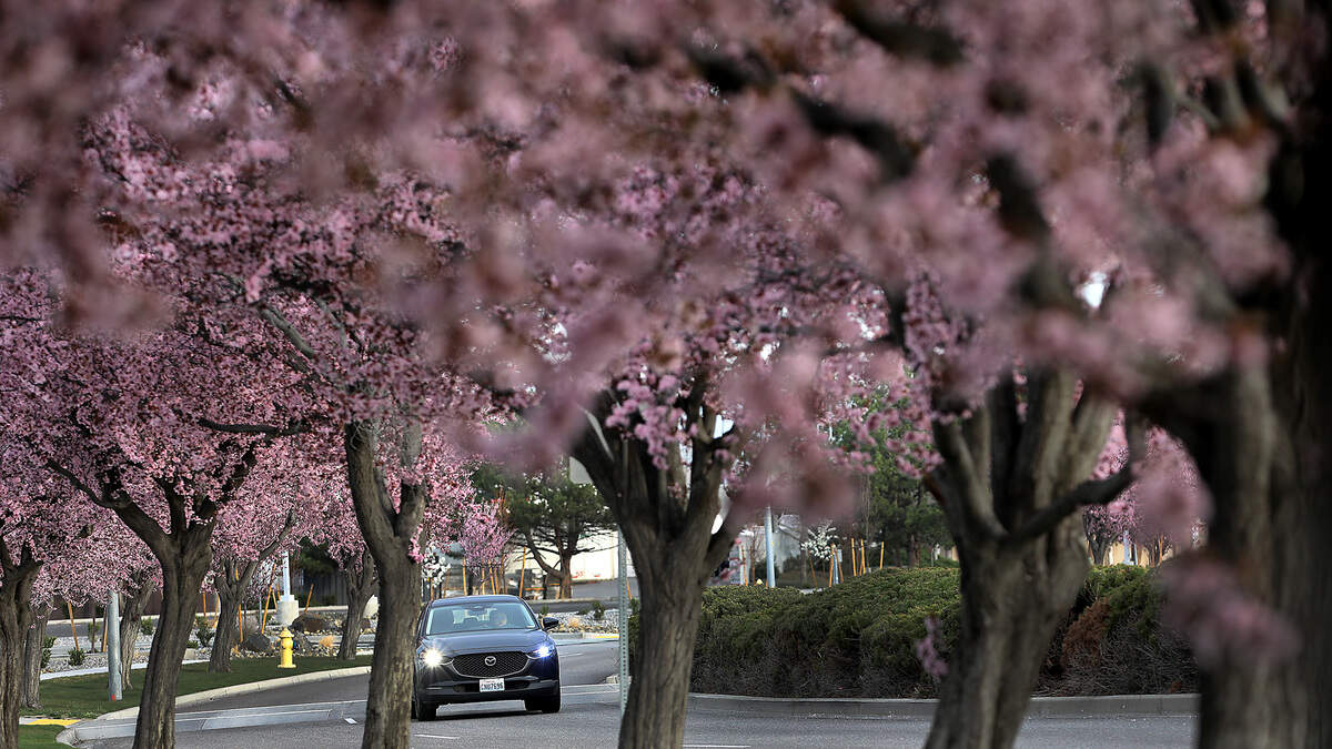 A motorist drives past colorful blossoms on trees lining North Young Street in west Kennewick as spring weather arrives in the Tri-Cities.