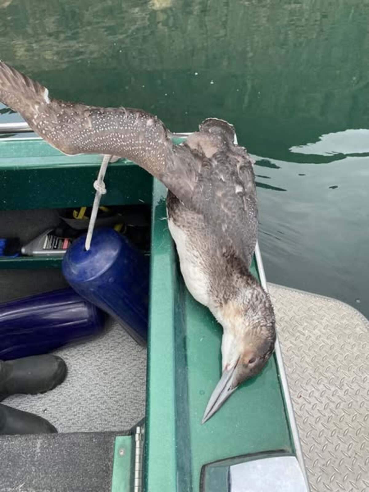 Washington Fish and Wildlife Department Police found a common loon, among other waterfowl, shot and killed in the Columbia River north of Vantage.