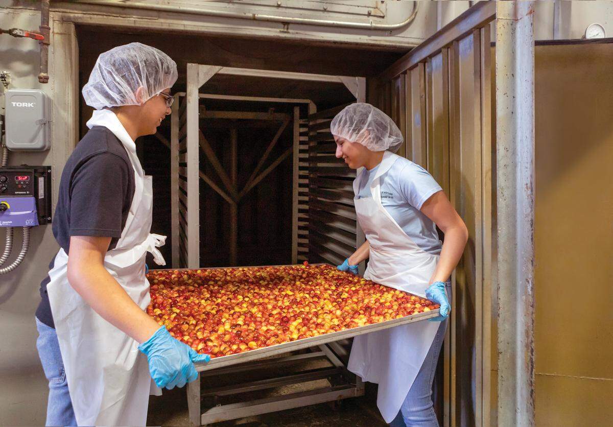 Rainier cherries enter a dehydrator at Chukar Cherries in Prosser, Wash.