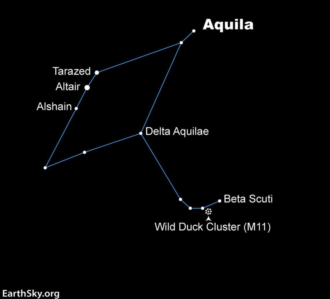 Aquila the Eagle is home to the star Altair, which is one of the corners of the Summer Triangle. You can also use Aquila to starhop your way to the Wild Duck Cluster in Scutum.