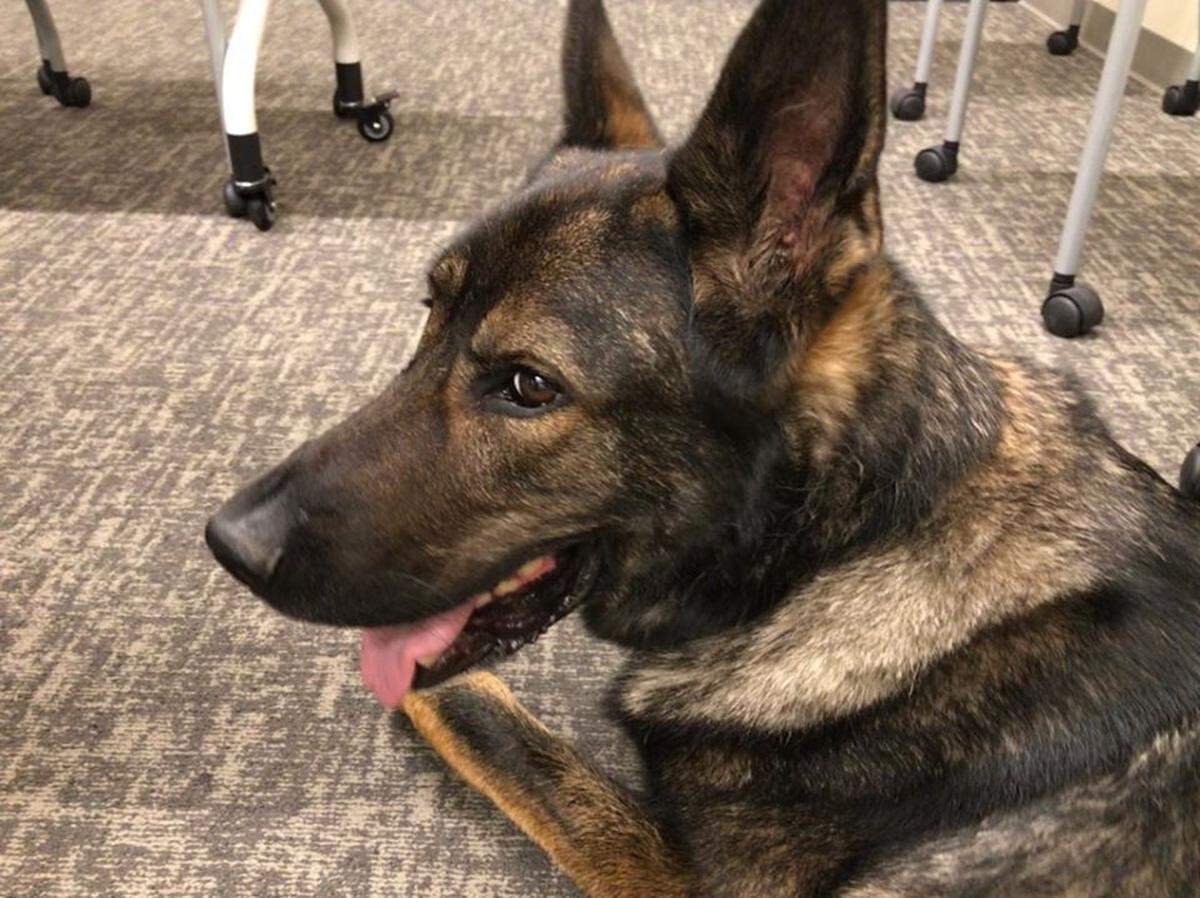 K9 Hapo helped catch a man who tried speeding away from officers.