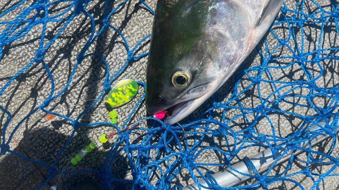 Finding the sweet spot for sockeye salmon fishing at the Hanford Reach | Outdoors