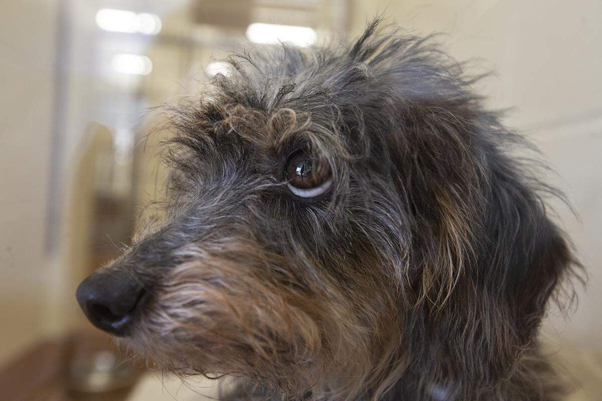 The Benton Franklin Humane Society took in 39 Yorkshire Terriers from a local animal rescue group after they were found when someone was being evicted.
