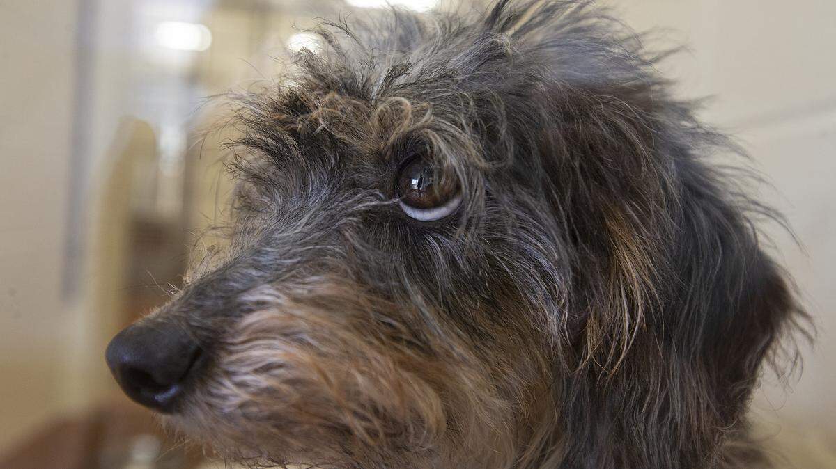 The Benton Franklin Humane Society took in 39 Yorkshire Terriers from a local animal rescue group after they were found when someone was being evicted.
