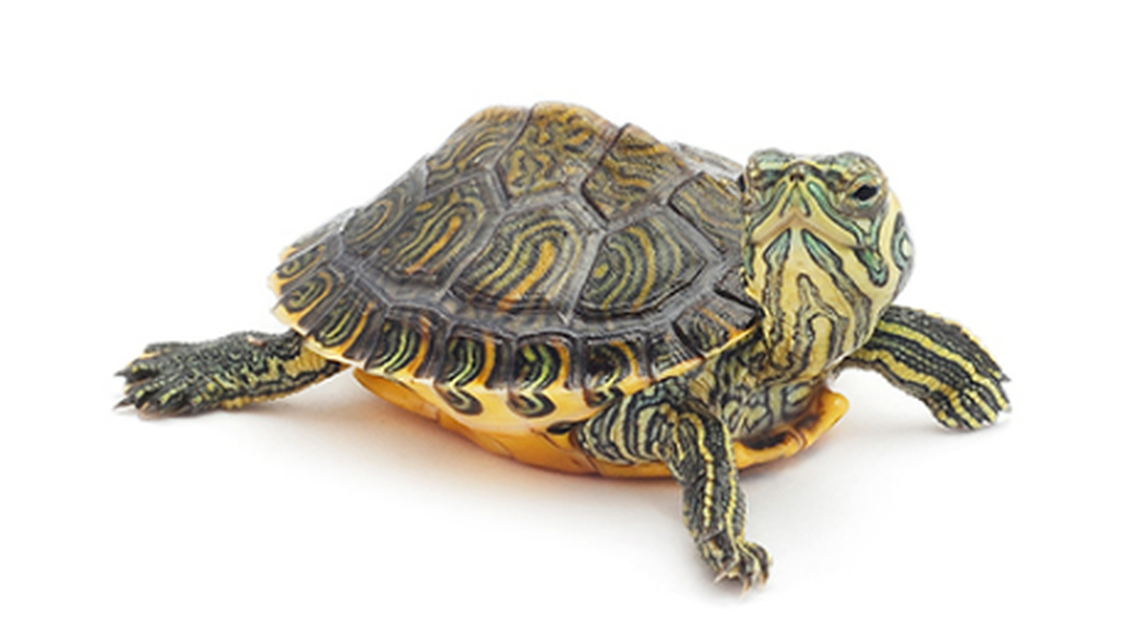 The sale of turtles with shells less than four inches long is banned in the United States.