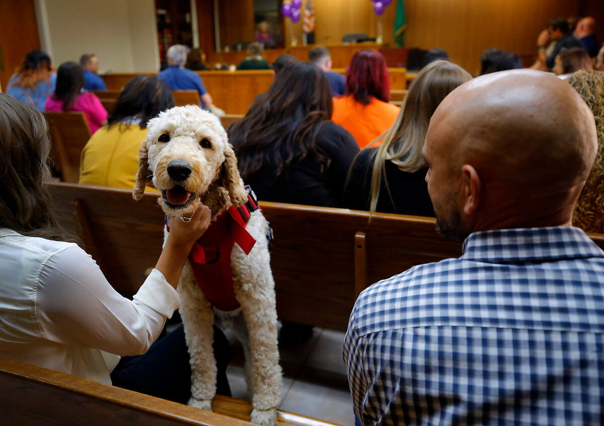 Barney, a therapy service dog, greets people attending the Sept. 9, 2024 celebration of the recently created Therapeutic Court program in Franklin County District Court in Pasco. Franklin County Commissioner Stephen Bauman, right, said he was asked by Judge Trinity Orosco to bring his dog to the event.