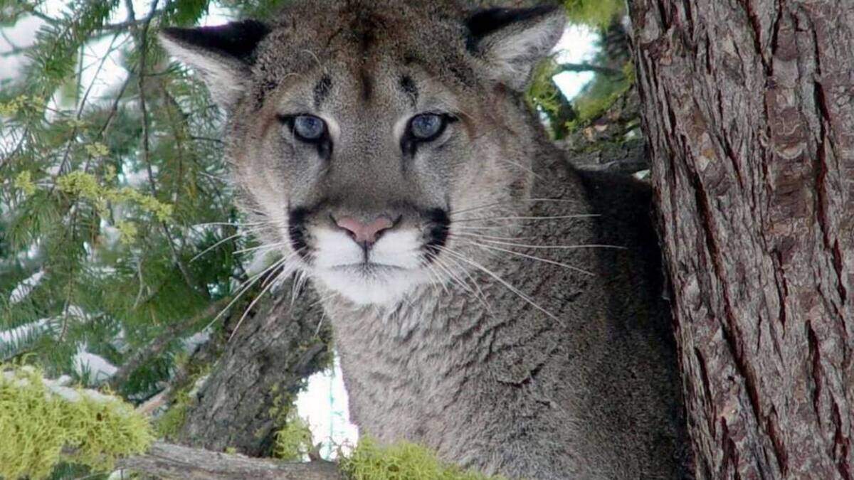 A cougar like this one was reported Tuesday night just south of Leslie Groves Park in Richland.