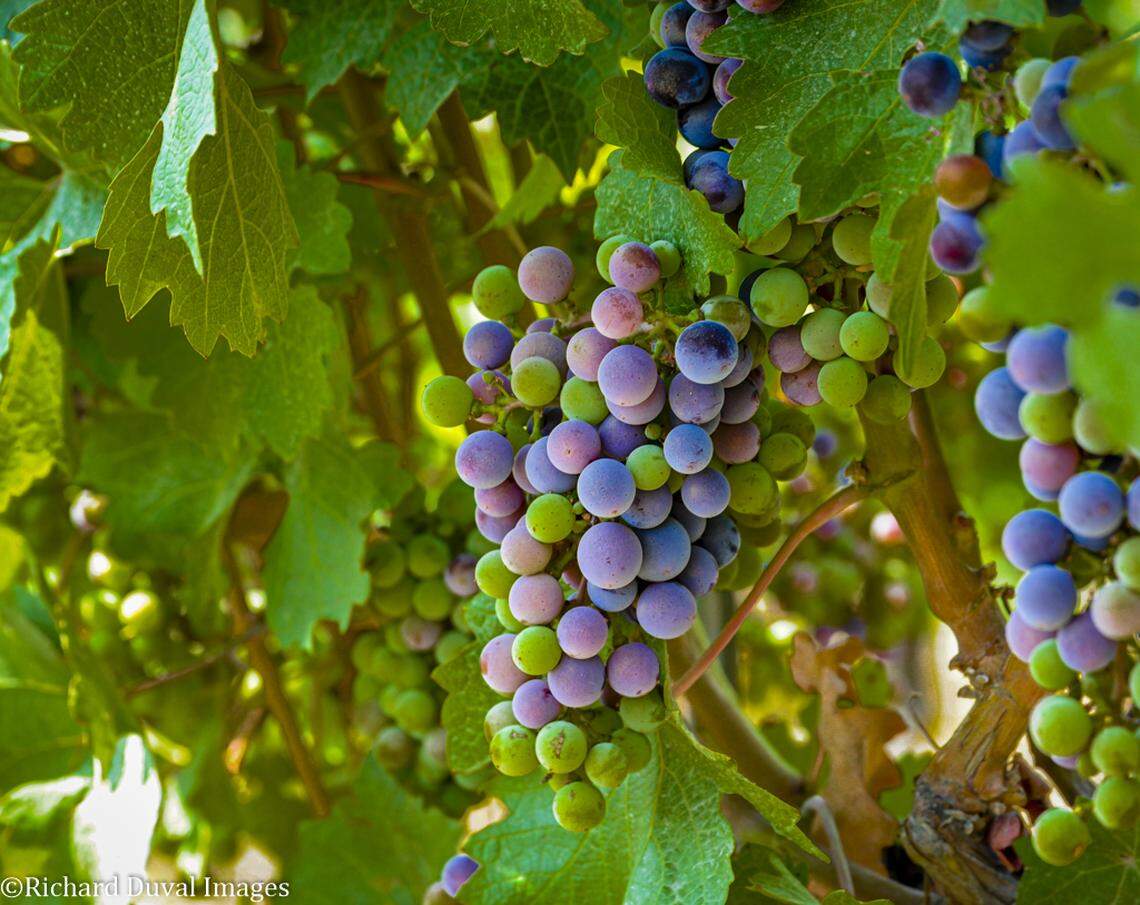 Silicon Valley Bank is known for its roots in the tech world but it has played a key role in the Washington wine industry.