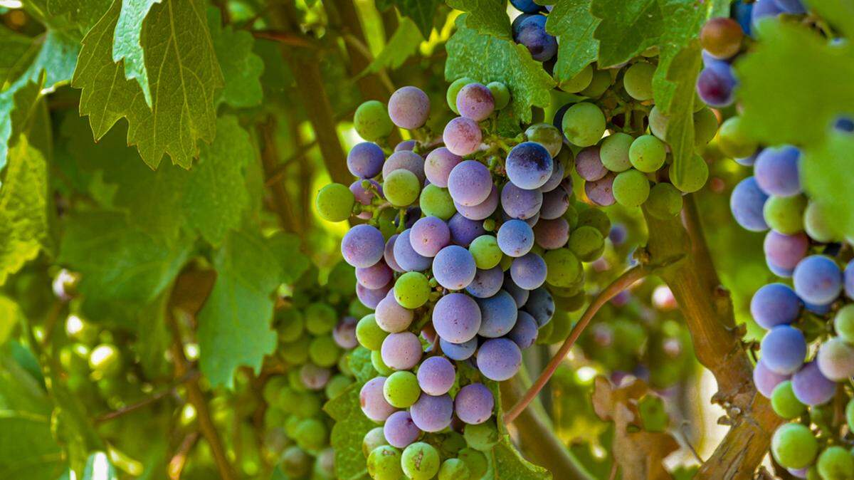 Clusters of Merlot on Red Mountain begin to go through veraison on July 30, 2020.