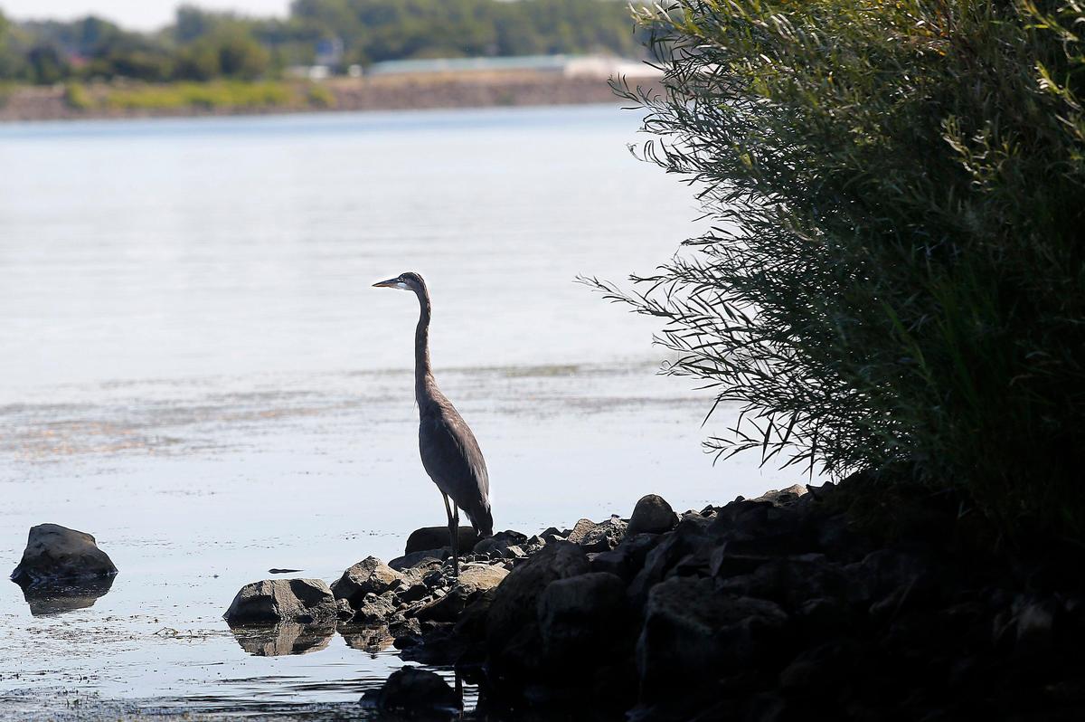 A great blue heron lurks along the Kennewick shoreline in Columbia Park in search of an aquatic meal from the Columbia River. 