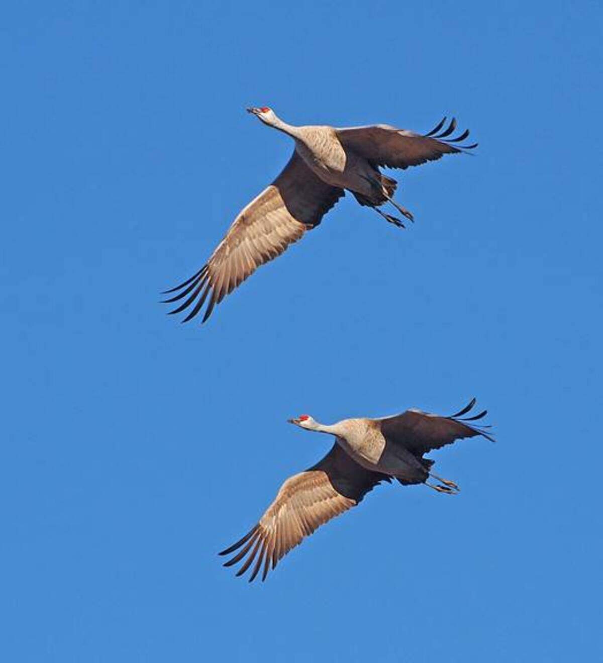 Sandhill Cranes at the Barker Ranch.