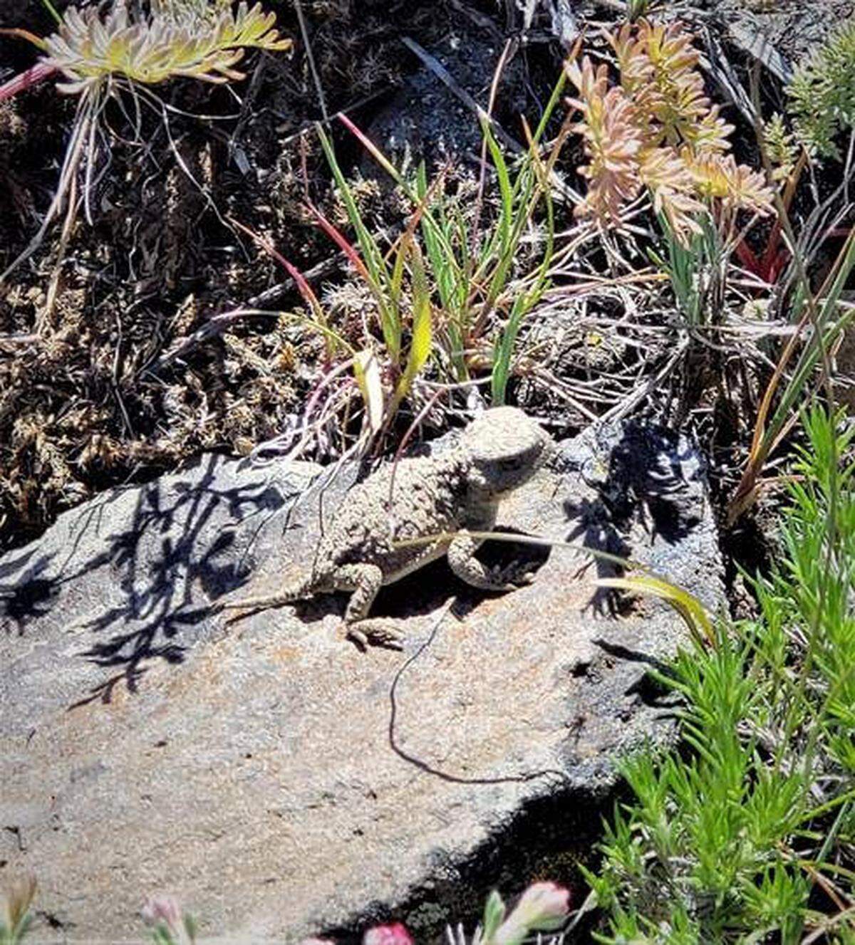Horned toads can be found on the rocky ridgelines of Umtanum Ridge.