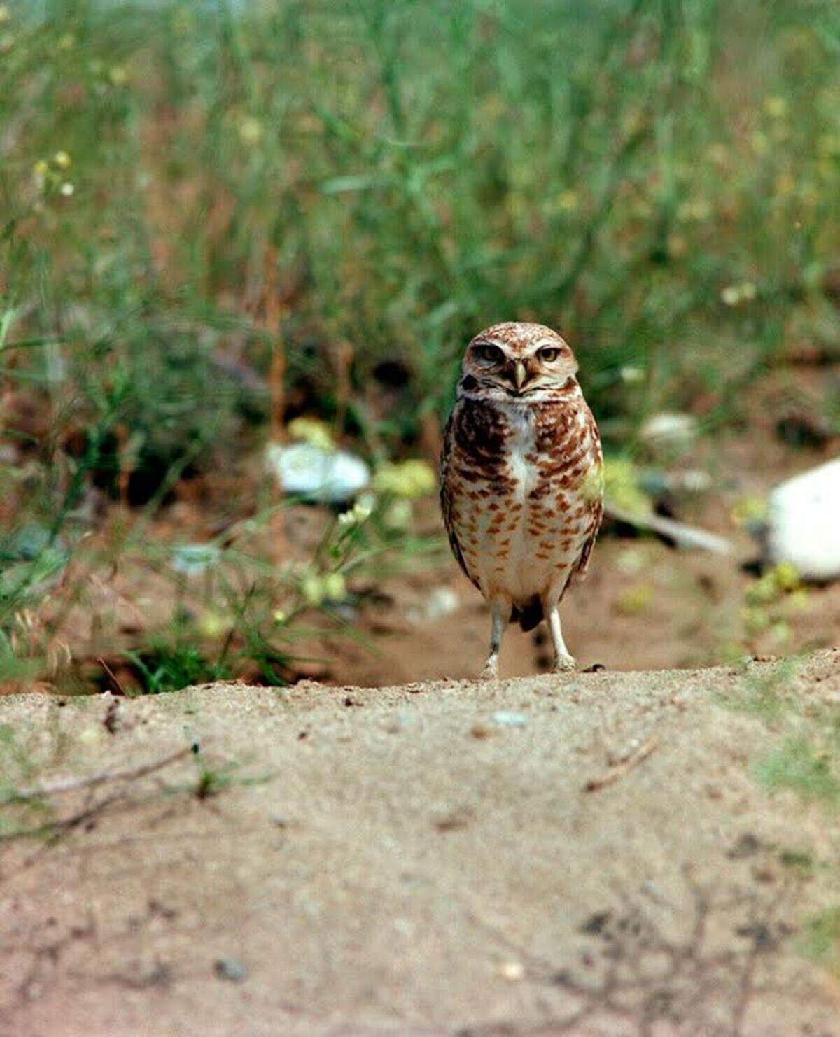 If you spot a burrowing owl, it may be bobbing up and down as it stands.