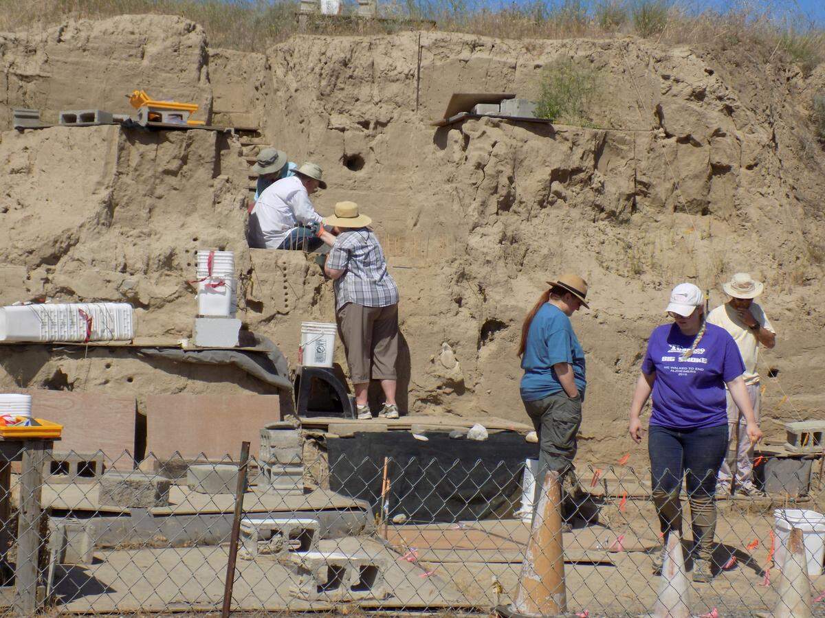The bones of an ice age Columbia mammoth are being carefully dug out of a hillside near the Tri-Cities. Tours of the site are offered.
