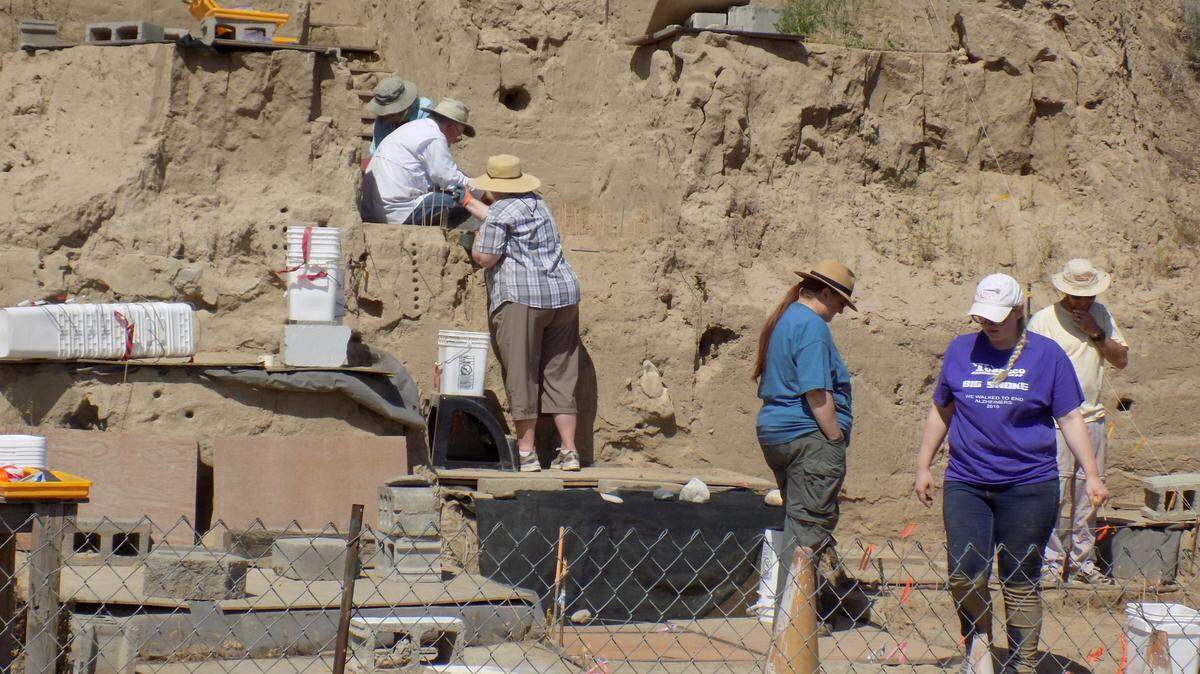 The bones of an ice age Columbia mammoth are being carefully dug out of a hillside near the Tri-Cities. Tours of the site are offered.