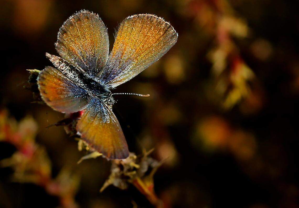 America’s smallest butterfly, the Western Pygmy Blue has turned up this autumn in the Tri-Cities area, in numbers never seen before.