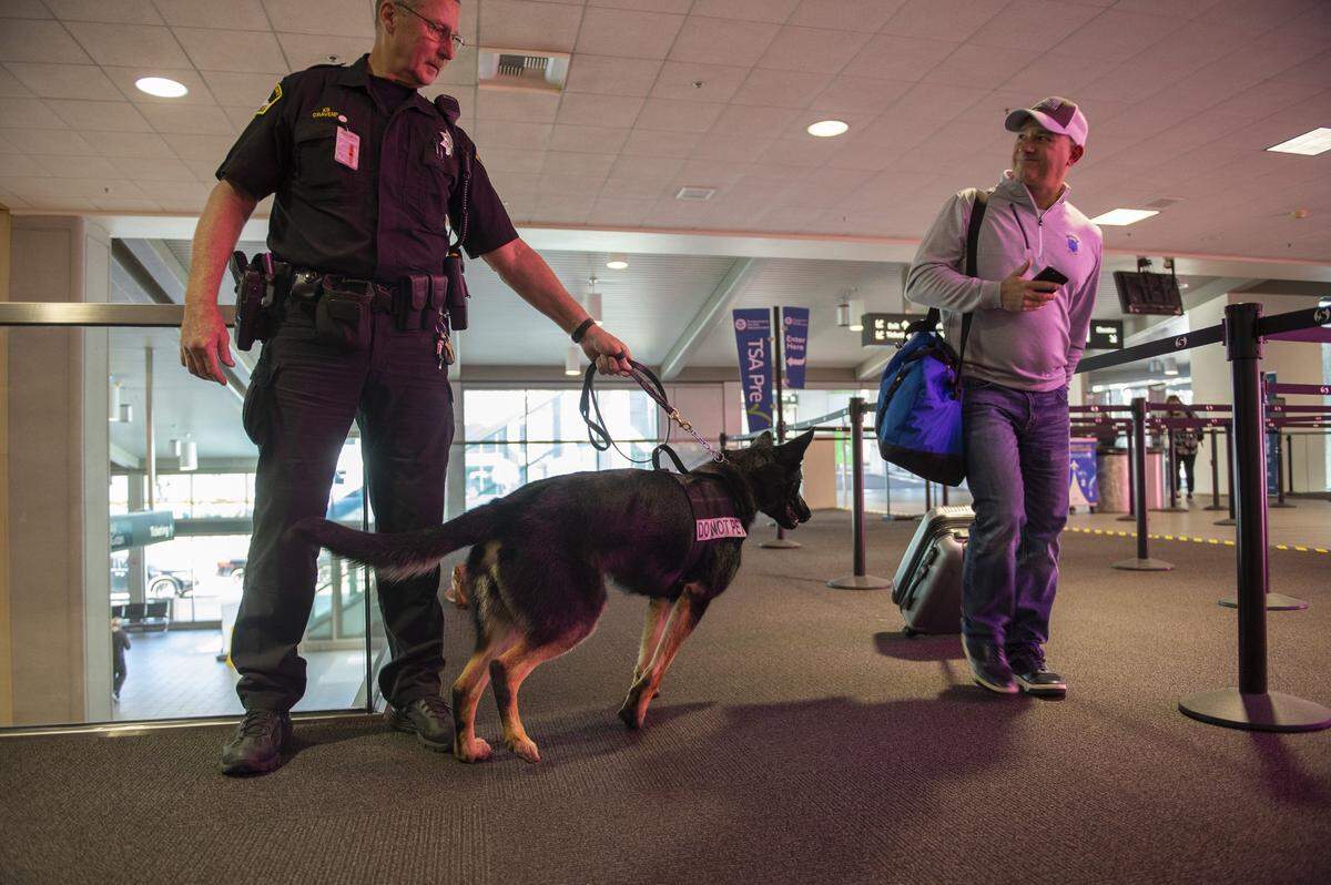A German shepherd named Quattro-Quappe patrols to detect explosives at the checkpoint lines at the Sacramento International Airport.