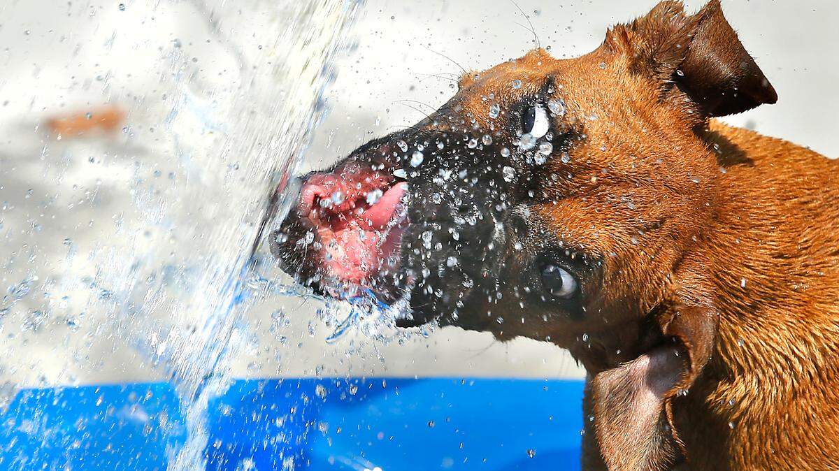 A five-month-old Boxer named Amber playfully bites at a stream of water from a hose after climbing into a small plastic wading pool at the Paws-Abilities dog park off Keene Road in south Richland. Amber’s owner, Kate Tremblay of Kirkland, was holding the hose during the visit to the popular park. High temperatures in the mid-80s are forecast for Labor Day, according to the National Weather Service.