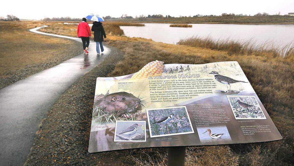 Penny Hamilton, left, and her mother, Emily Hamilton of Pasco, share an umbrella for a recent bird watching trek around the newly paved section of trail at the McNary National Wildlife Refuge in Burbank. The new trail construction project, which cost just over $167,000, was funded by refuge recreation fee money. The 1.5 mile section of trail is ADA compliant and easy to navigate. The pathway features signs for users to learn more about their nature experience. Watch a video at: tricityherald.com/videos