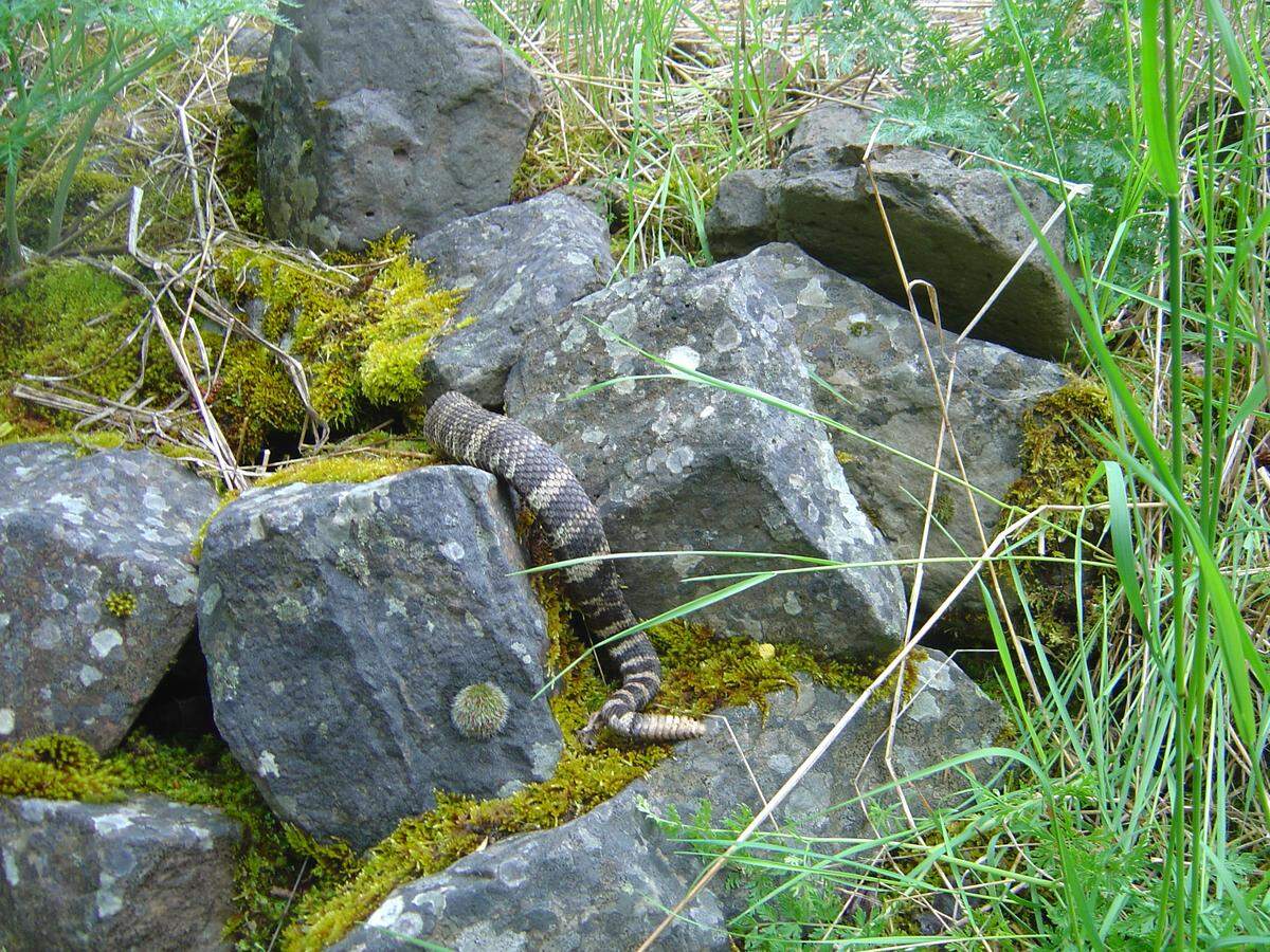 Rattlesnakes are an occasional visitor to small creeks.
