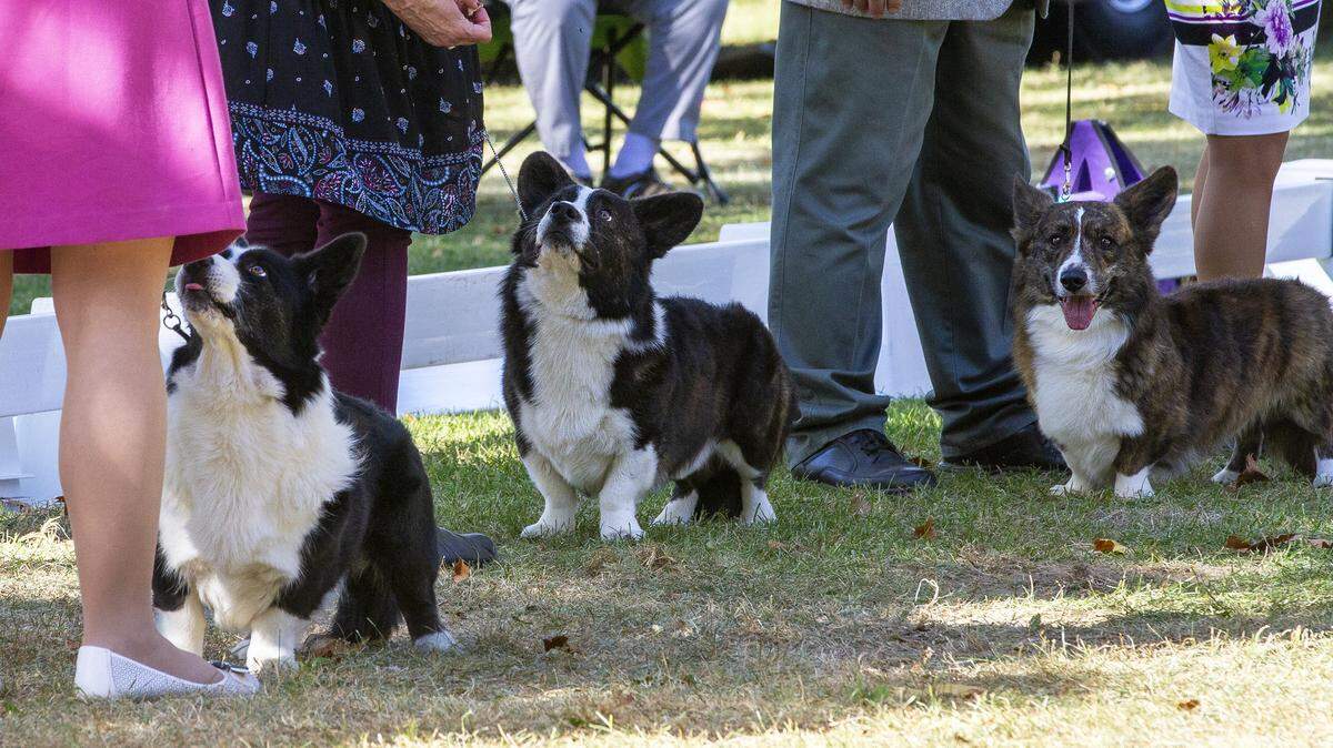 Cardigan Welsh Corgi owners lined up with their corgis and waited to be judged in the best of breed competition during the Richland Kennel Club Dog Show at Columbia Park in Kennewick on Friday.