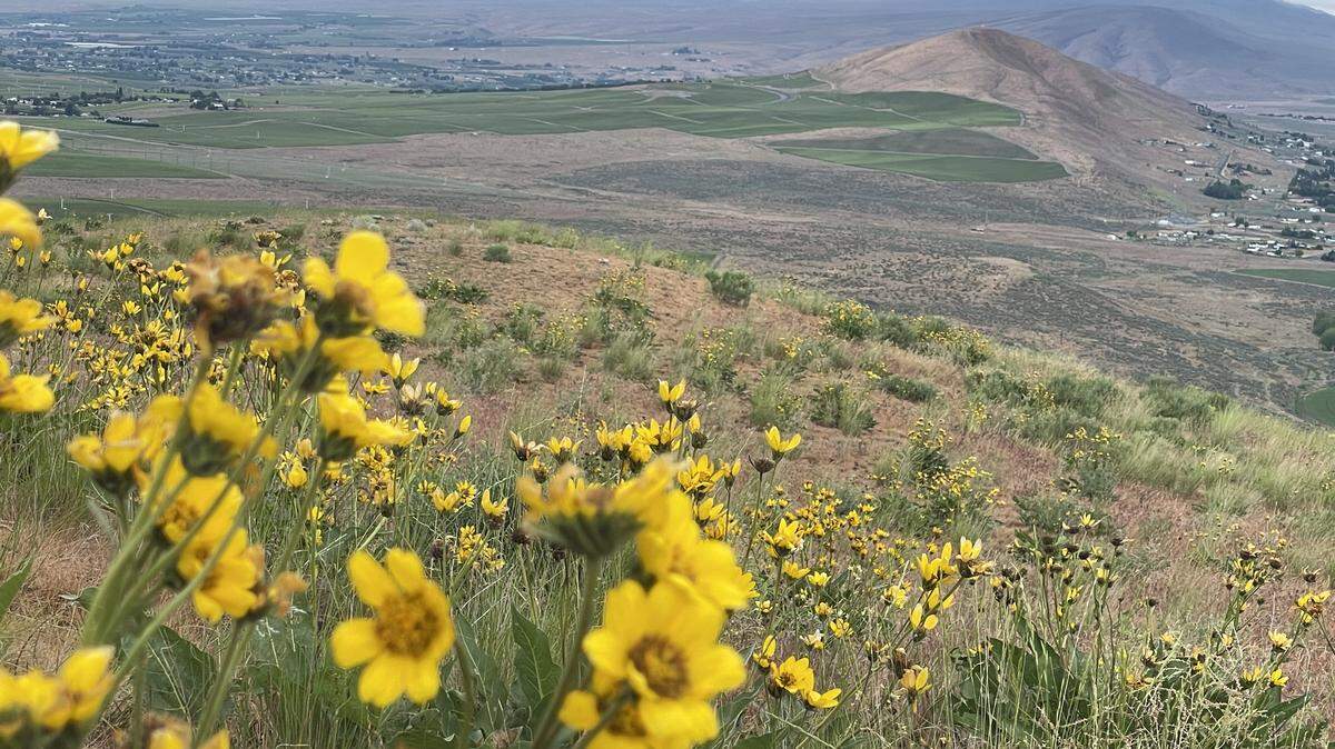 The top of Candy Mountain offers sweeping views of Red Mountain and Rattlesnake Mountain near West Richland.