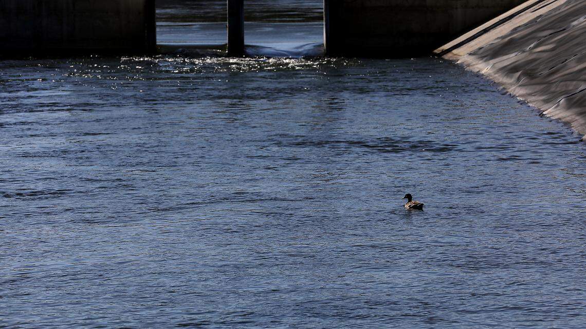 A duck swims in a Tri-Cities irrigation canal that provides water to residential and agricultural land. Atlanta-based Emrgy plans to demonstrate a turbine to generate hydropower in canals.