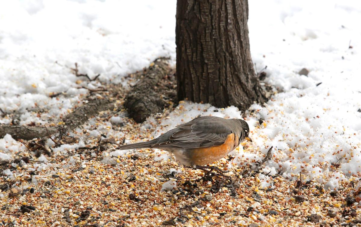 A hungry robin visits a buffet of bird seed Monday left outside in the snow under a tree in downtown Kennewick.