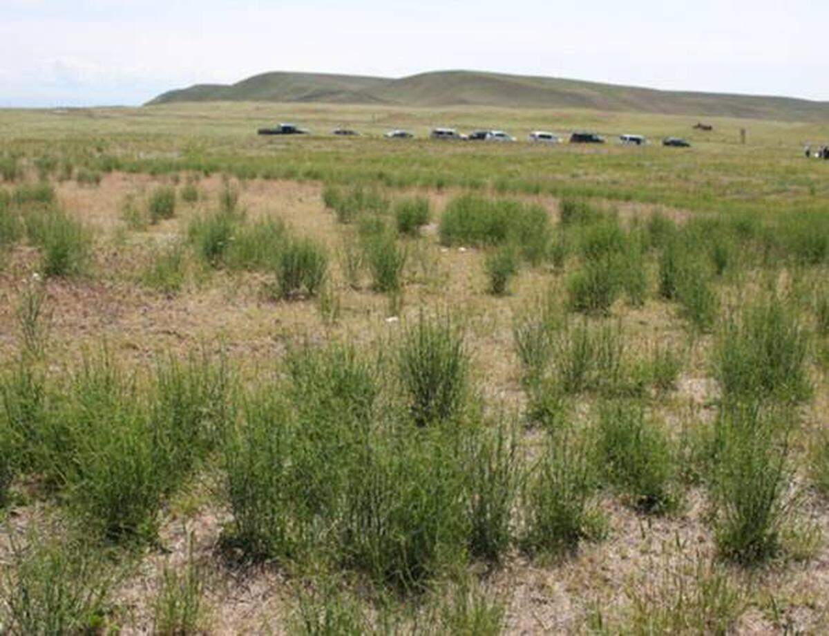 A field of Rush Skeletonweed