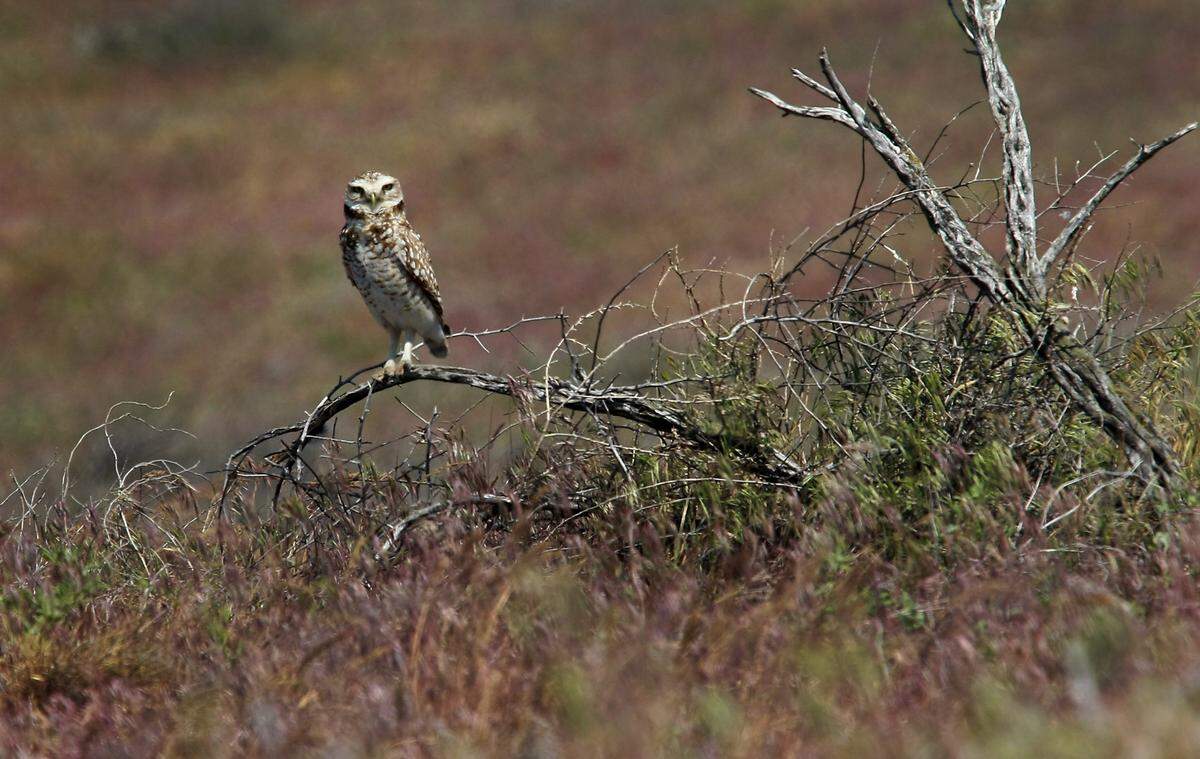 Burrowing owls are a historic, native species in the Tri-Cities and Columbia Basin region.